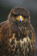 Photo of a Harris's hawk headshot portrait close up