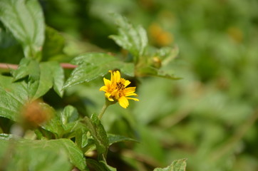 Yellow Flower