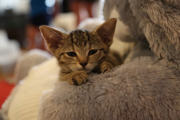 big eared Kitten with green eyes