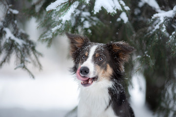 dog in the winter in the snow. Portrait of a border collie by the Christmas tree. Pet for a walk.