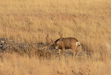 Naklejka na ściany i meble Mule Deer Buck in Colorado in Autumn