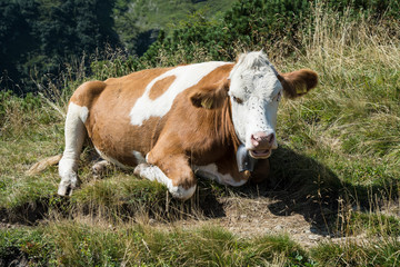 Kuh liegt auf einer Wiese