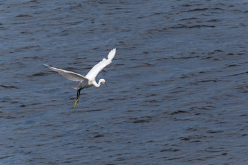 Fototapeta na wymiar white heron flying above river