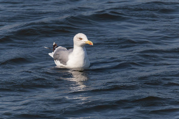 herring gull swimming in a dark blue water