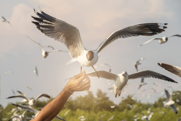 Seagull flying in the air and sky background.Freedom seagull expand wings in the sky.Human hand feeding seagull birds.