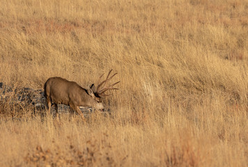Mule Deer Buck in Colorado in Autumn