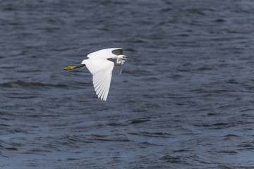 white heron flying above water