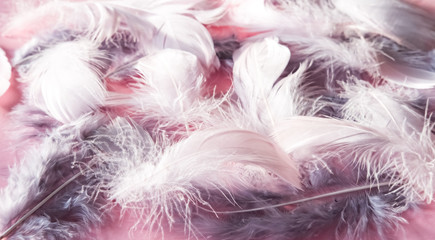 Pink gray feather background.
