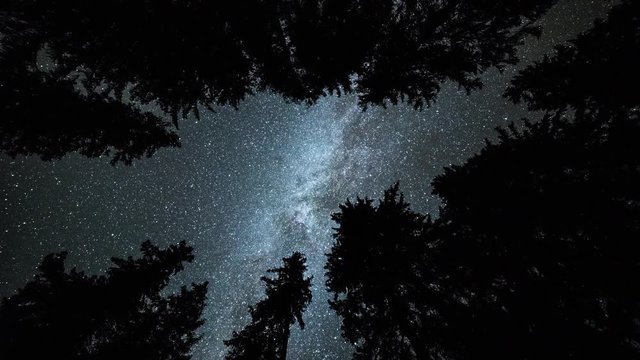 4K Astro Time Lapse Of Milkyway And Stars Over Silhouetted Spruce Tree Forest Upwards