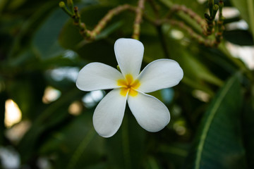 Fototapeta premium Frangipani Blüte