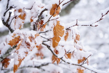 Frozen leafs in a winter day