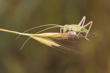 Small green and red scrub cricket with the color of the cuticle very clear as it has just moved...