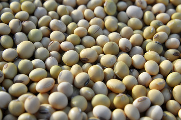 Soybean grain close up