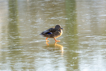 Braune Ente läuft im Winter auf dem Eis