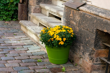 Tiny yellow flowers in green pot near the outdoor stairs. Floral street summer decoration