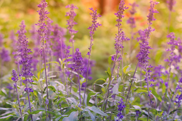Blooming Salvia flower known as medicinal herb and spice flavoring ingredient for meal on sunny day in summertime. Floral and natural background with bokeh.