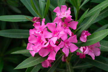 Lovely blooming bright pink oleander flowers with green leaves. Prolific large Pink Oleander shrub produces loads of fragrant pink flowers contrasting with green leaves.