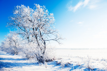 Trees in snow-covered field against the blue sky in winter sunny day. Beautiful winter landscape.