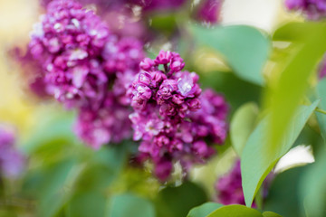 lilac branch close-up