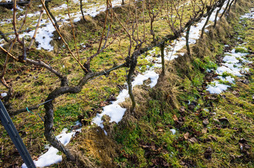 late winter wineyard