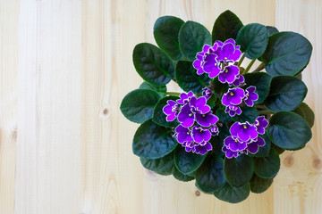Bright violet African violet flower on wooden table, top view, cozy home decor, copy space