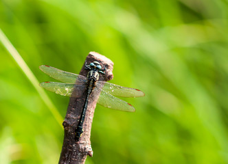 Common clubtail, dragonfly (Gomphus vulgatissimus)