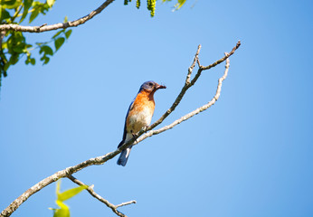 North American Blue Bird Perched on a Tree Limb
