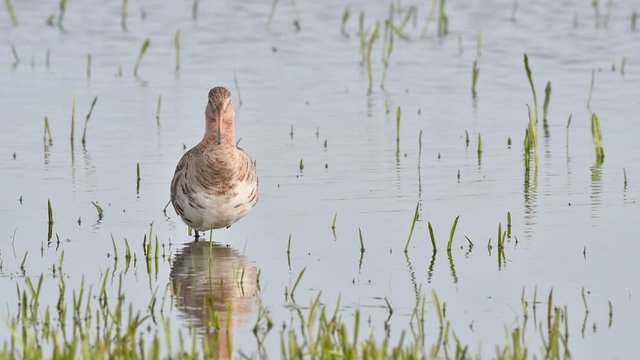 Black-tailed godwit (Limosa limosa) looking around in shallow water of wetland and then taking off