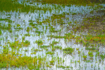 Rye Nature Reserve wetlands
