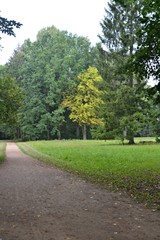 Drzewa w parku pałacowym w Białowieży - obrazy, fototapety, plakaty