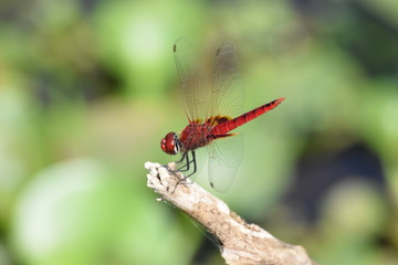 Dragonfly, Kumarakom Bird Sanctuary, Kerala, India