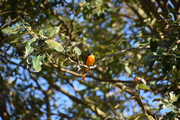 Scarlet Minivet, Thekkady, Kerala, India
