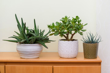 Home gardening. Indoor plants in flower pots in garden room.