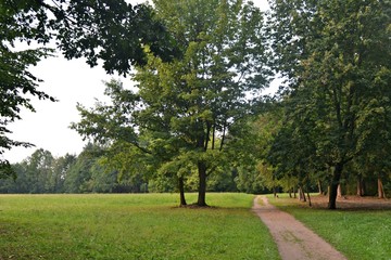 Drzewa w parku pałacowym w Białowieży - obrazy, fototapety, plakaty