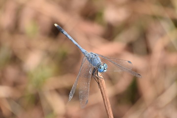 Dragonfly, Kerala, India