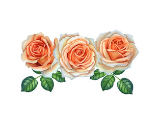 Watercolor botanical illustration of the orange roses branch. Can be used as print, postcard, invitation, greeting card, packaging design textile, stickers, tattoo and so on.