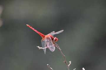 Dragonfly, Marari Beach, Kerala, India