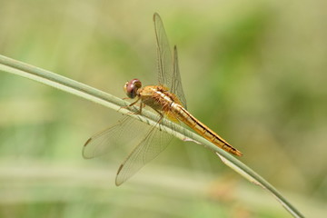 Dragonfly, Kerala, India