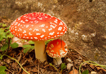A pair of fly agarics in the forest on a background of grass and stone