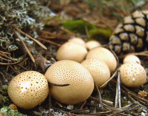 Family of raincoat mushrooms in the forest. Rare edible raincoat mushrooms in the forest.