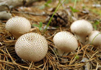 Family of raincoat mushrooms in the forest. Rare edible raincoat mushrooms in the forest.