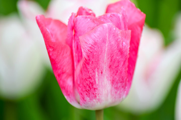 Pink tulips growing in garden at spring time. Tulip in spring freshness.