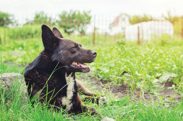Portrait of a large black dog lying on the grass