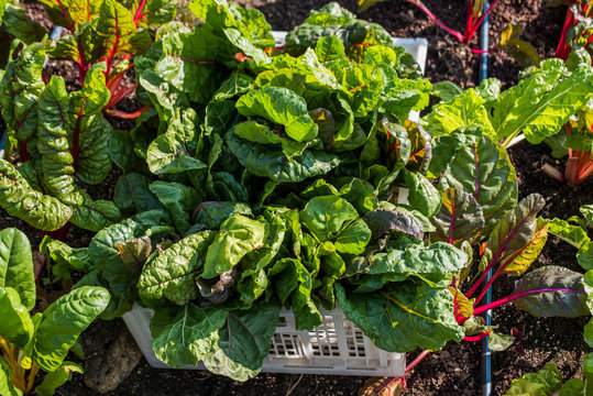 Bunches of harvested Rainbow Chard in crate