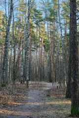 Obraz premium Beautiful pine forest pine park with pines, firs and birches in a sunny day with hard shadows and sunlight, lots of green trees.