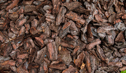 Texture background of tree bark