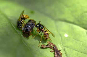 Wasps for food