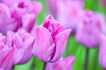 Pink Tulip after rain. The closed petals of a Tulip with rain drops on a green background. Transparent drops on pink petals. 