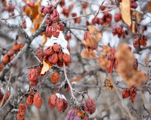 Old apples on a tree in winter