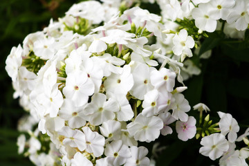 Phlox white shrub grows in a garden or park.